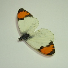 anthocharis sara - sara orangetip butterfly - found this one dead in the garage and moving it removed its body. anthocharis sara